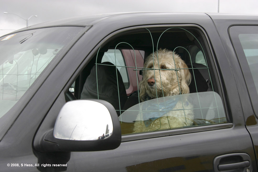 Doggone Driver